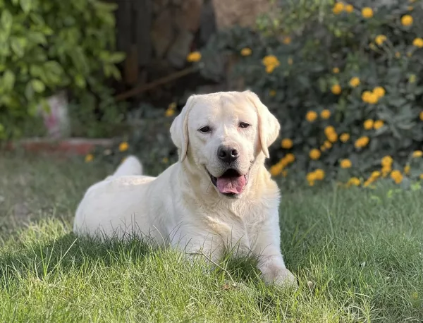 Labrador Retriever HECTOR