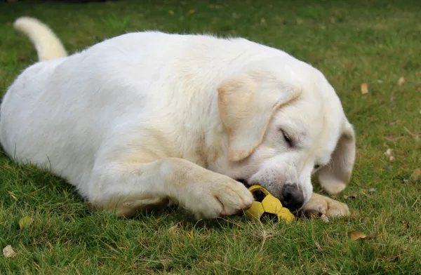 Labrador Retriever HECTOR