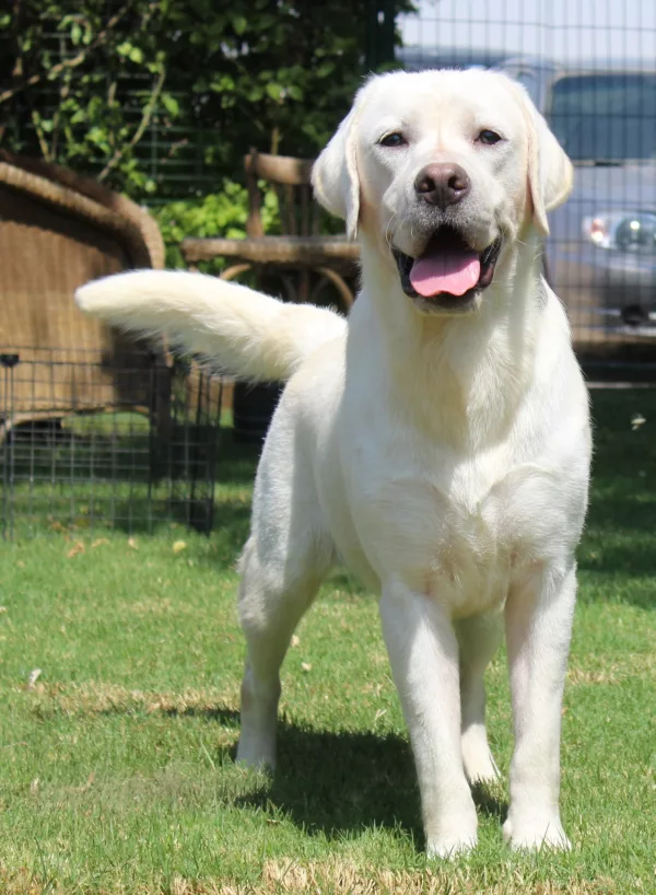 Labrador Retriever HECTOR