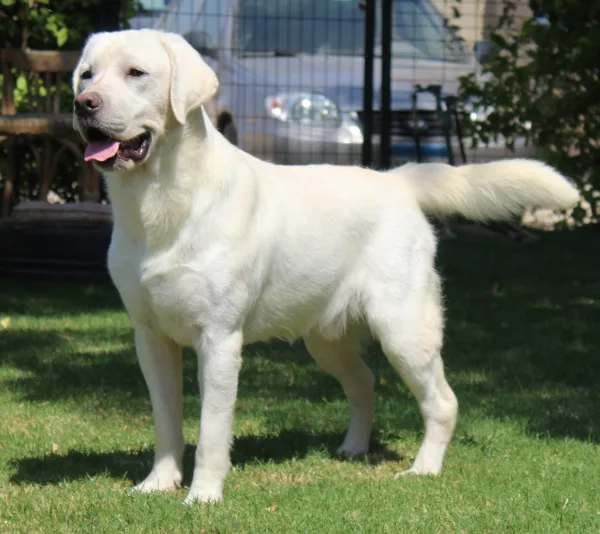 Labrador Retriever HECTOR