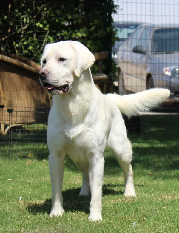 Labrador Retriever HECTOR