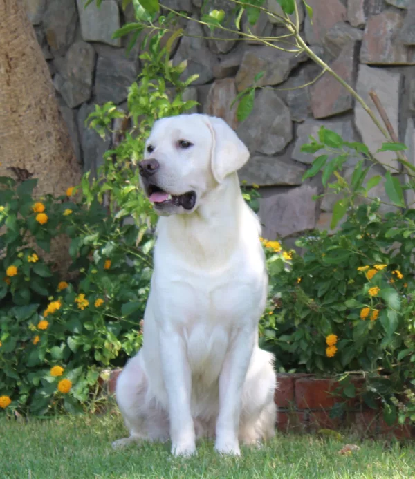 Labrador Retriever HECTOR