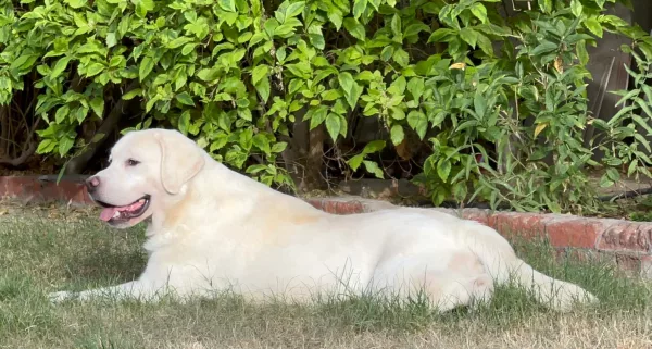 Labrador Retriever HECTOR