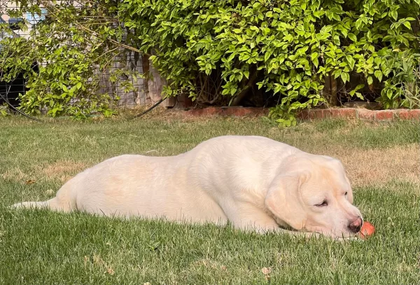 Labrador Retriever HECTOR