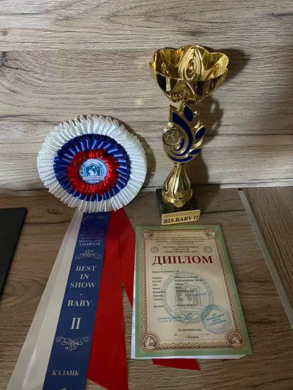 Labrador Retriever HECTOR