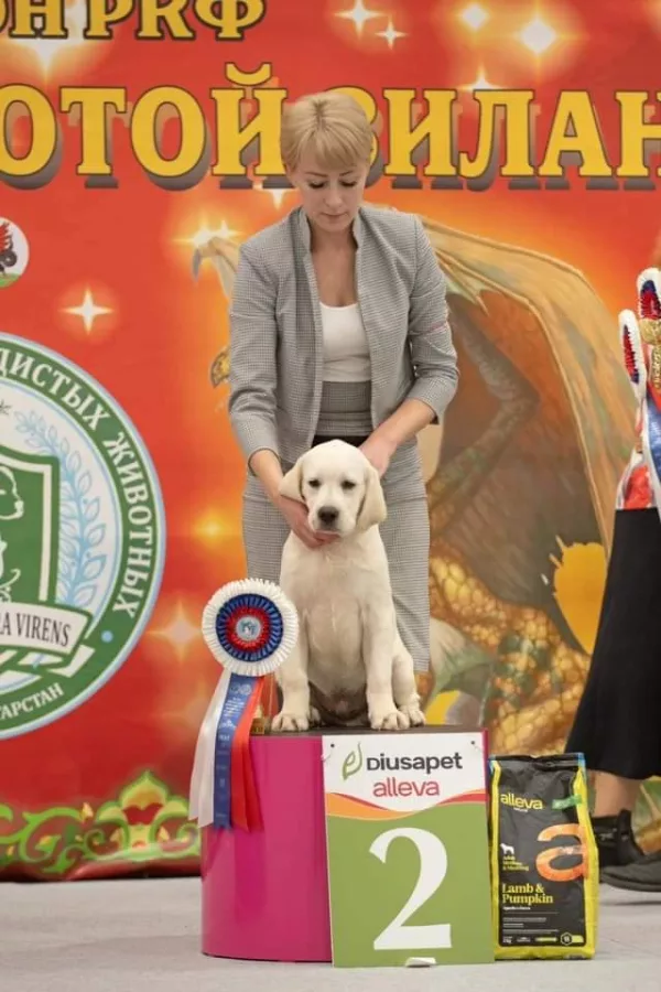 Labrador Retriever HECTOR