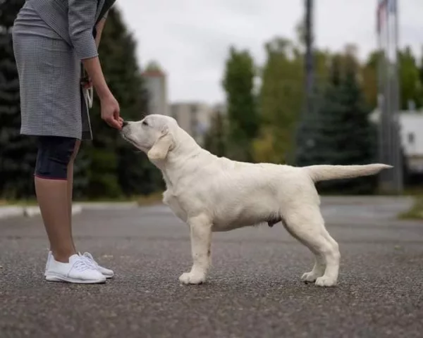 Labrador Retriever HECTOR