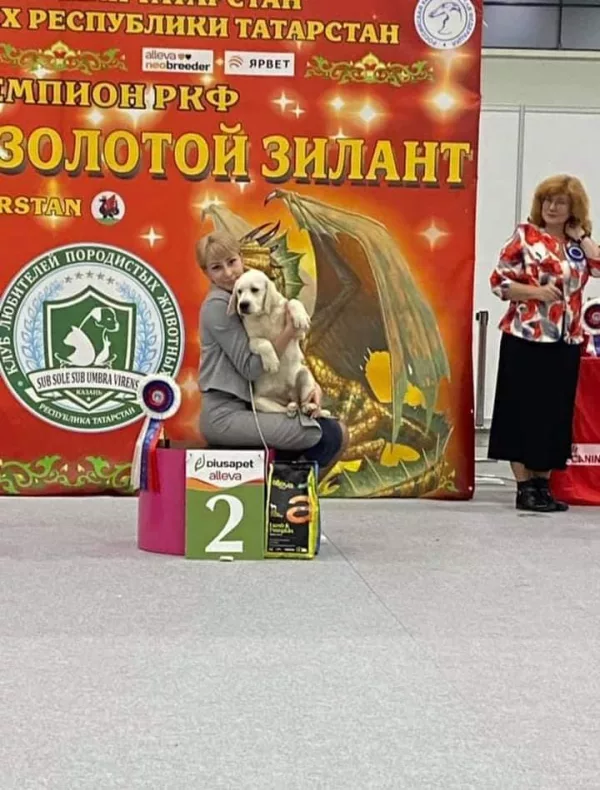 Labrador Retriever HECTOR