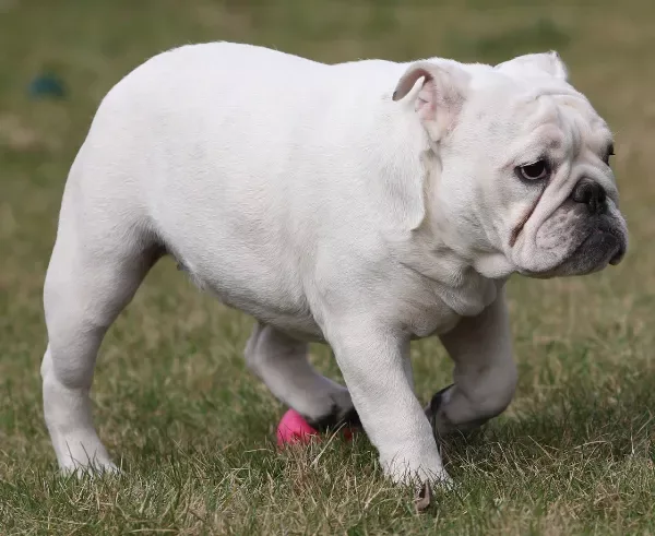 English Bulldog Daisy