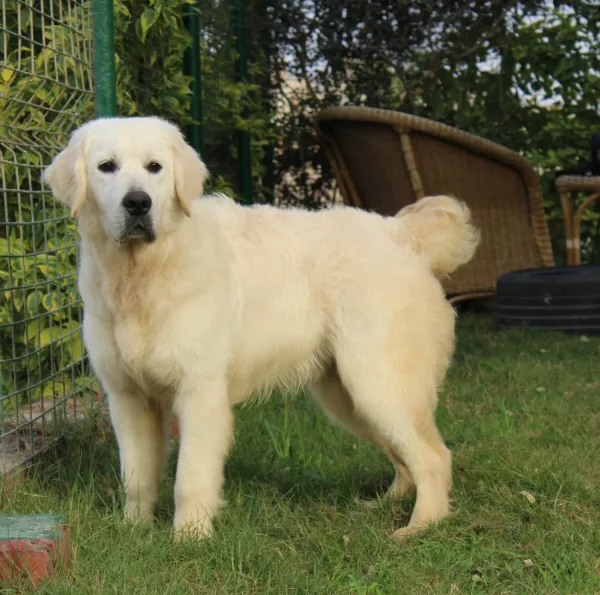 Golden Retriever KOSTA
