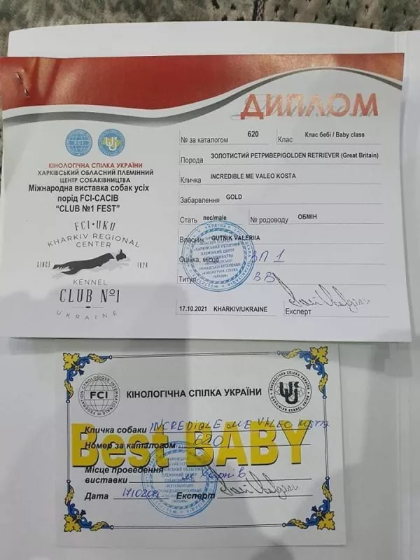 Golden Retriever KOSTA