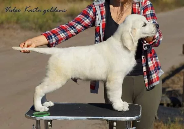 Golden Retriever KOSTA