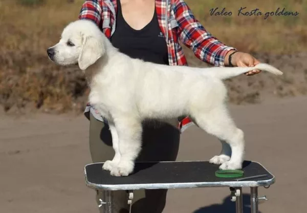 Golden Retriever KOSTA