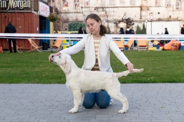 Golden Retriever KOSTA