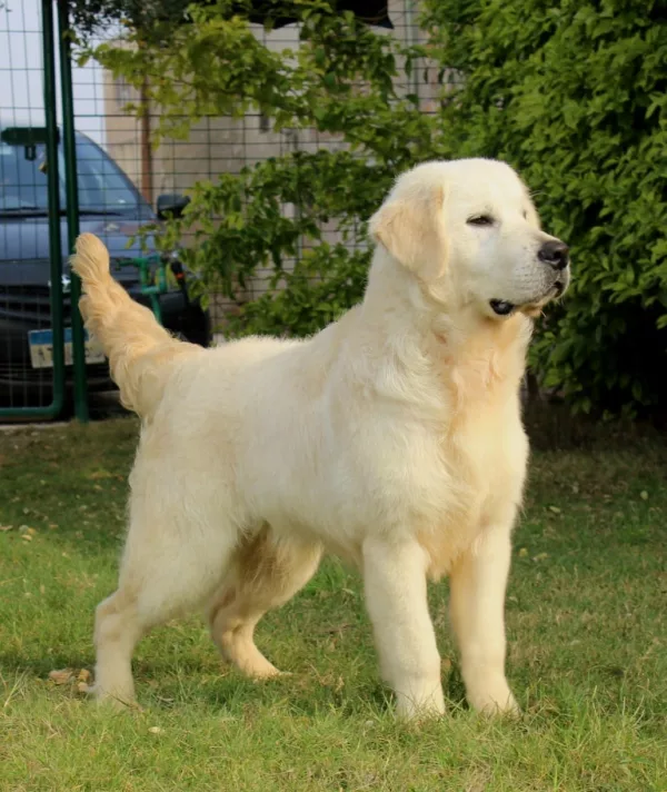 Golden Retriever KOSTA