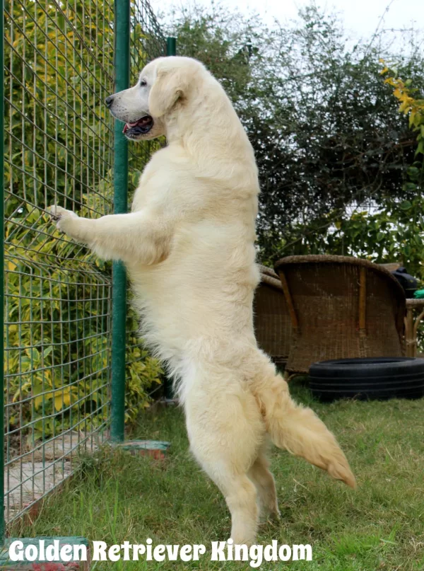 Golden Retriever KOSTA