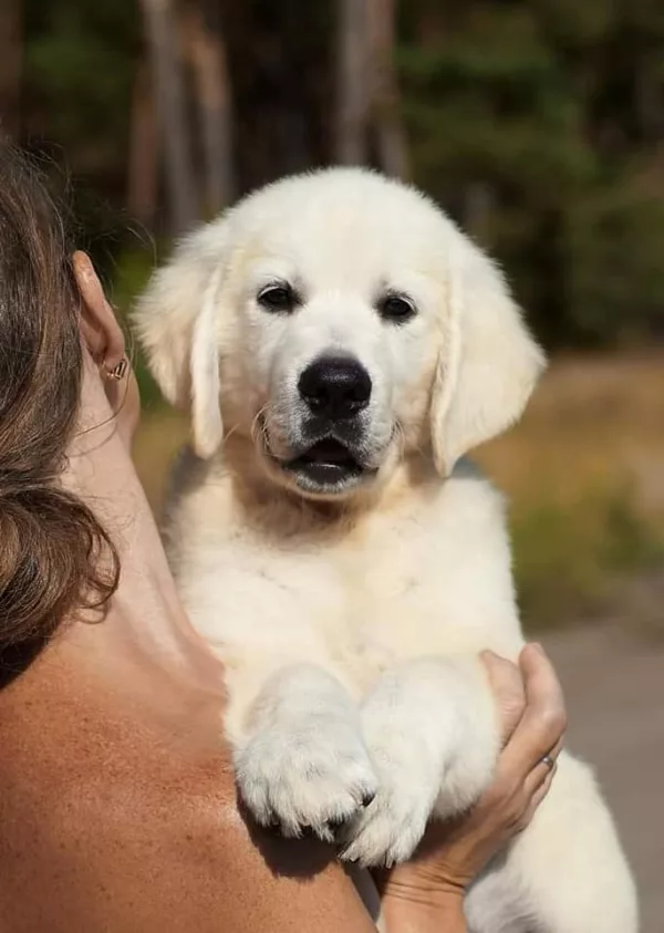 Golden Retriever KOSTA