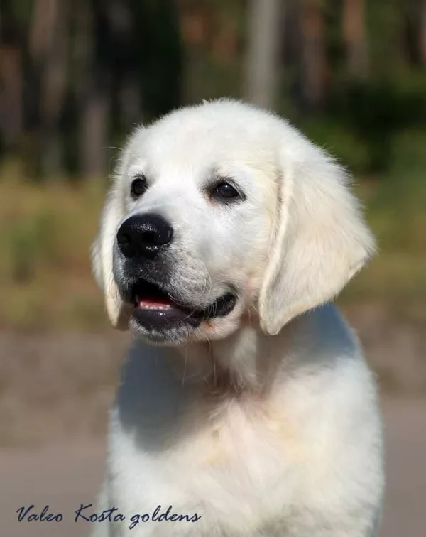 Golden Retriever KOSTA