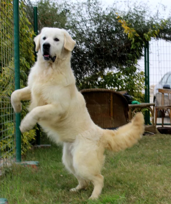 Golden Retriever KOSTA