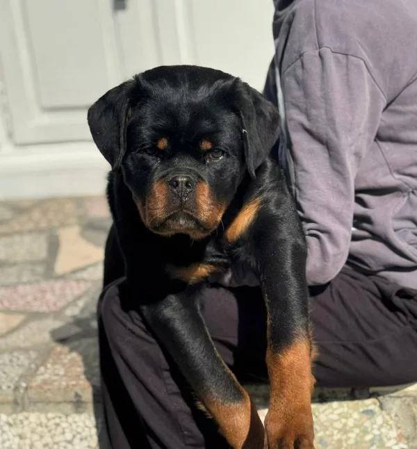 Rottweiler KIRA