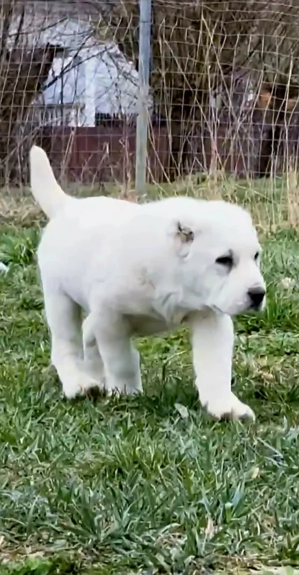 Alabai (Central Asian Shepherd Dog) Zeus