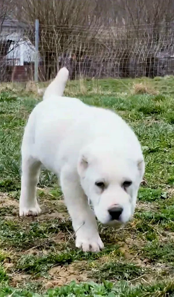 Alabai (Central Asian Shepherd Dog) Zeus