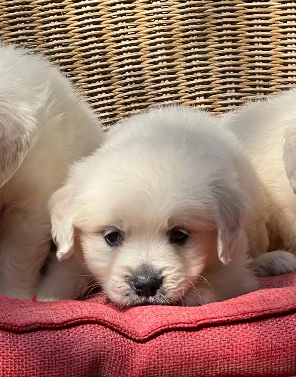 Golden Retriever Loki