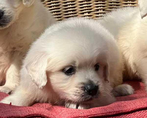 Golden Retriever Loki