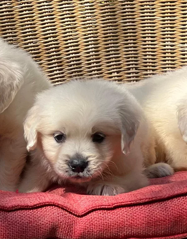 Golden Retriever Loki