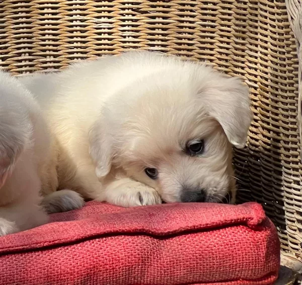 Golden Retriever Layla