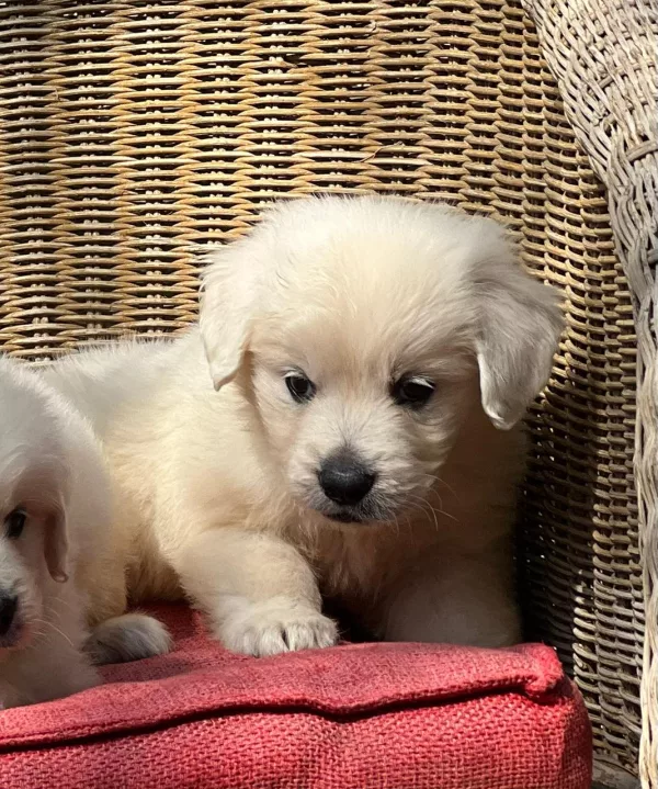 Golden Retriever Layla