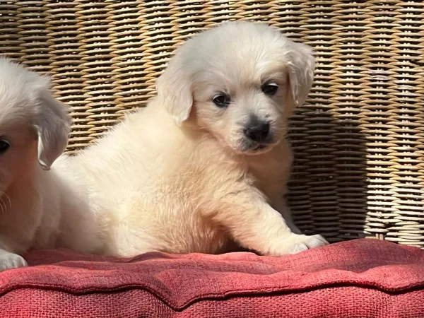 Golden Retriever Lexi