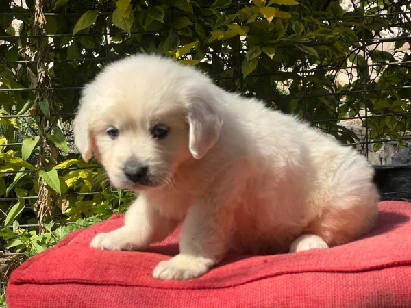 Golden Retriever Lexi