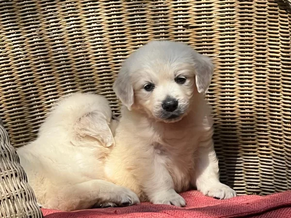 Golden Retriever Lexi