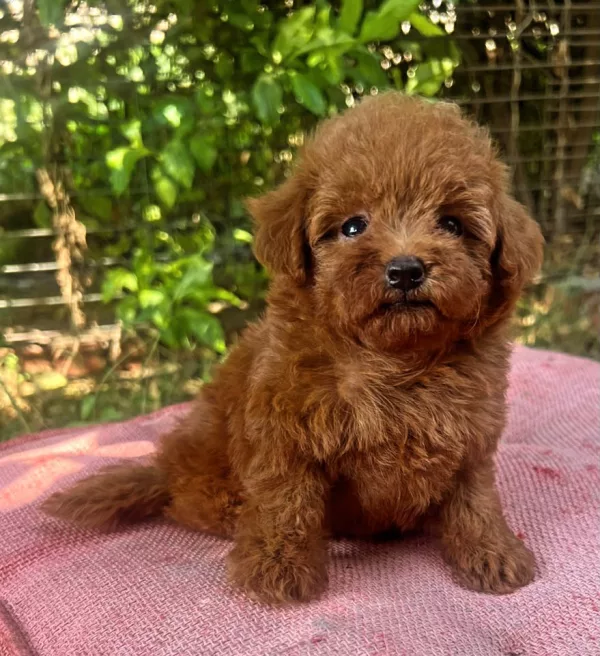 Poodle Baskota