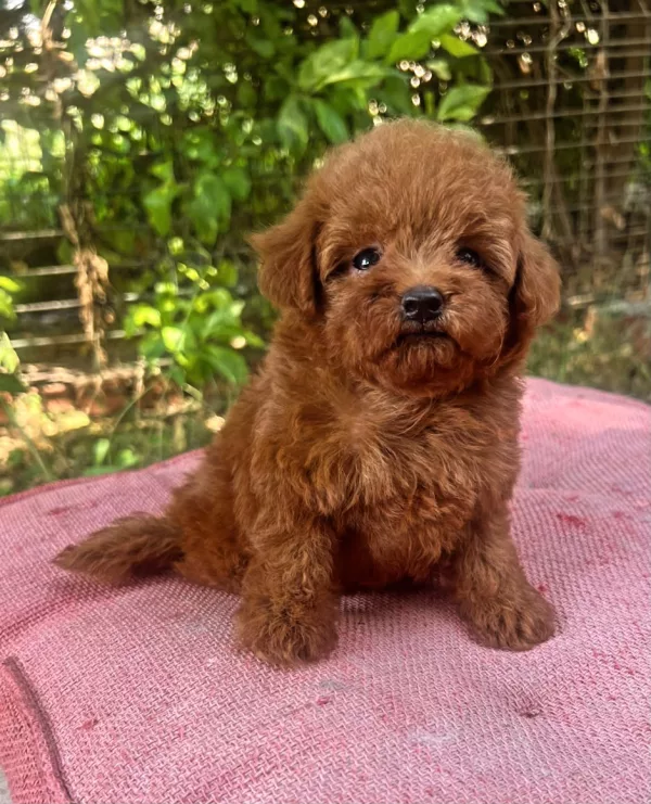 Poodle Baskota