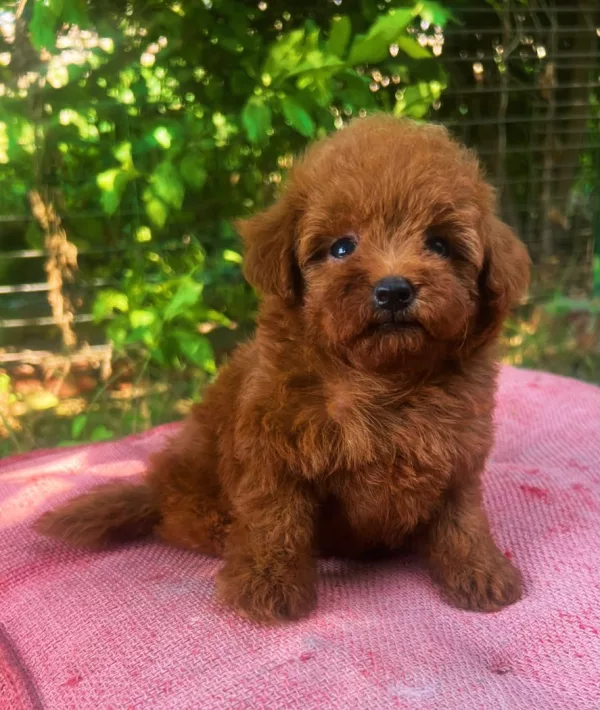 Meet Baskota
