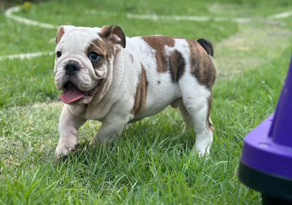 Meet BB - Big Buffalo