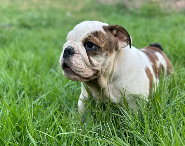 English Bulldog BB - Big Buffalo