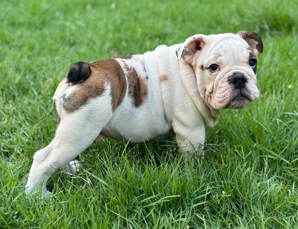 English Bulldog BB - Big Buffalo