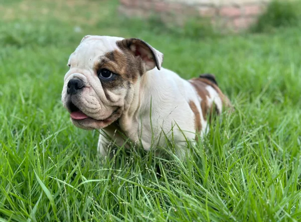 English Bulldog BB - Big Buffalo