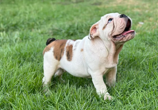 English Bulldog BB - Big Buffalo
