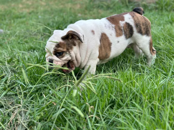 English Bulldog BB - Big Buffalo