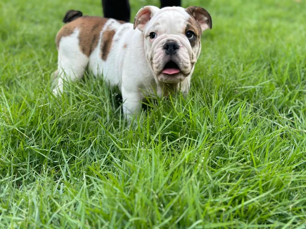 English Bulldog BB - Big Buffalo
