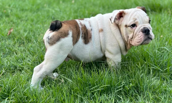 English Bulldog BB - Big Buffalo