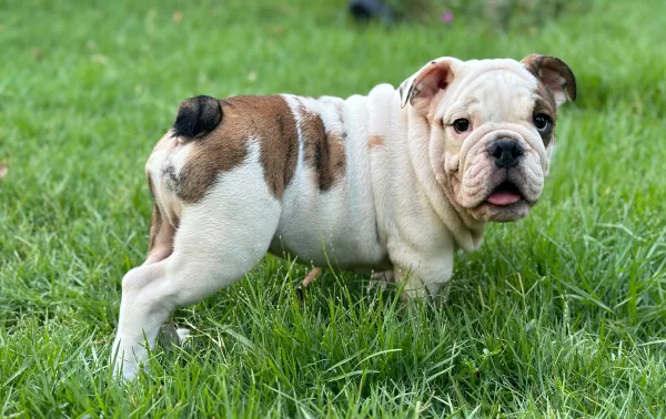 English Bulldog BB - Big Buffalo