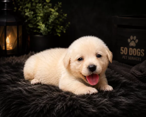 Golden Retriever Snow-White