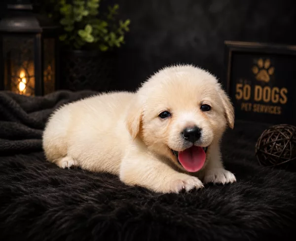 Golden Retriever Snow-White