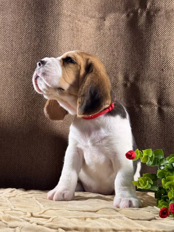 Beagle Tiffany