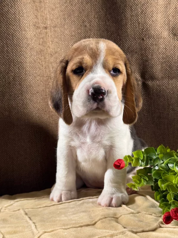 Beagle Tiffany